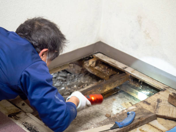 Best Local Mold Removal Service  in Madera, CA