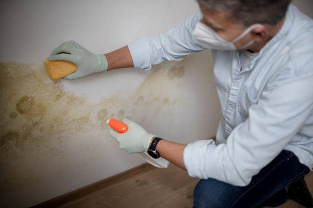 Best Toxic Mold Removal  in Madera, CA