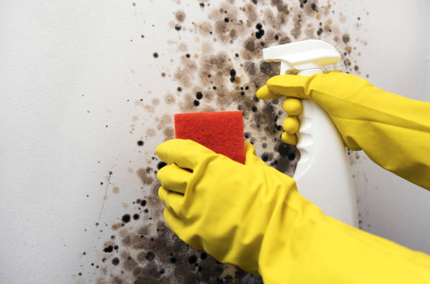 Best Certified Mold Removal  in Madera, CA