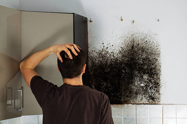 Best Professional Mold Removal  in Madera, CA