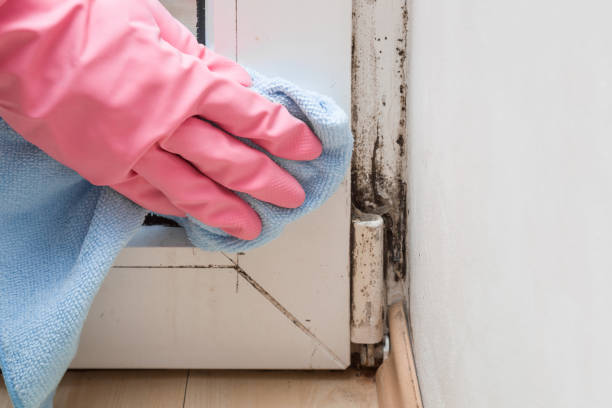 Reliable Madera, CA Mold Removal Solutions