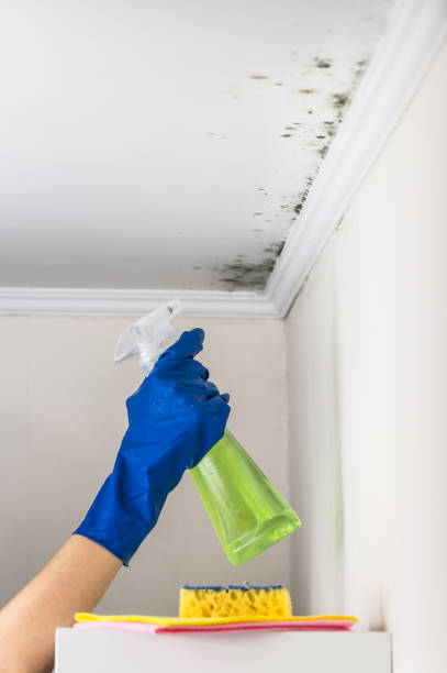 Best Black Mold Removal  in Madera, CA